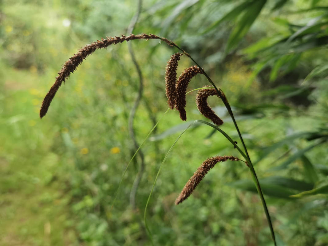 Carex pendula